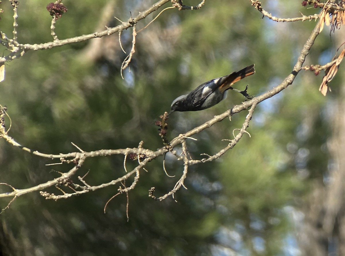 Black Redstart - ML628241052