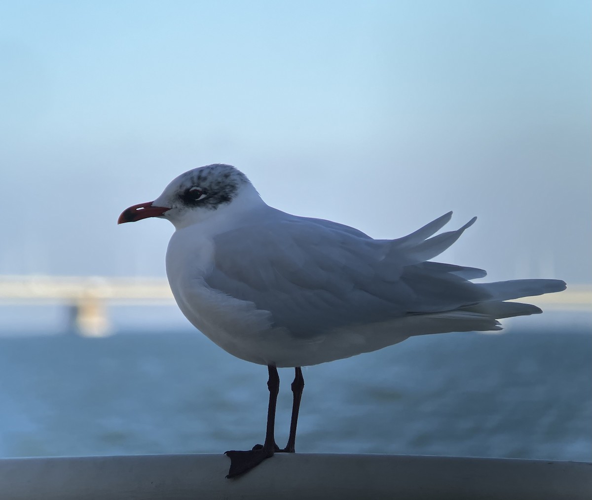 Mediterranean Gull - ML628241075