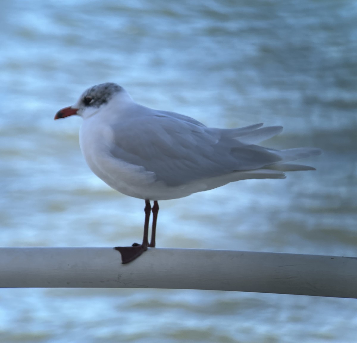 Mediterranean Gull - ML628241076