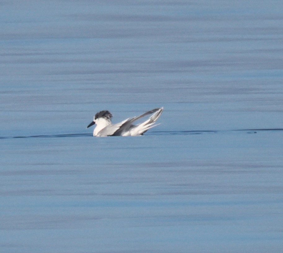 Sandwich Tern - ML628241138