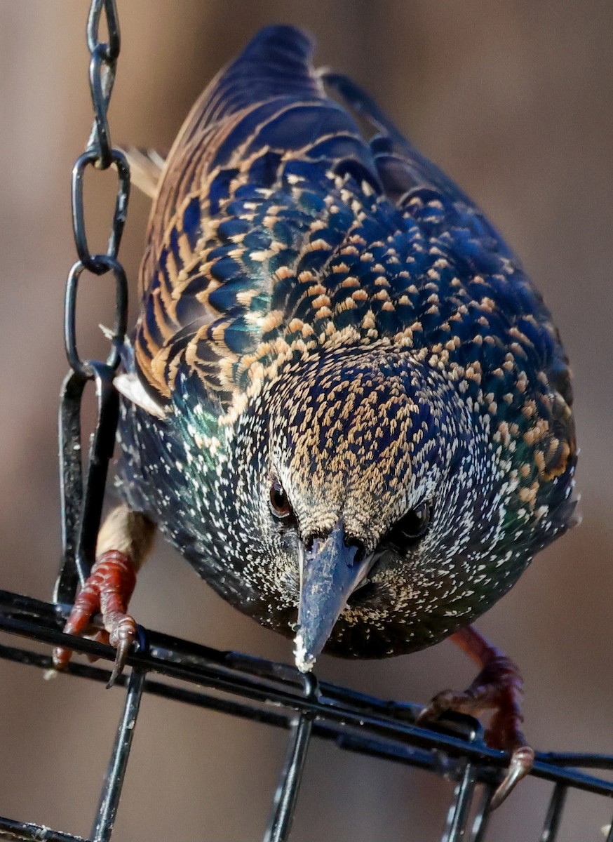 European Starling - ML628241202