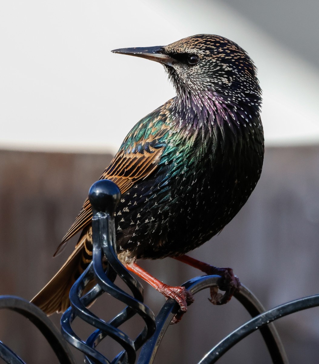 European Starling - ML628241203