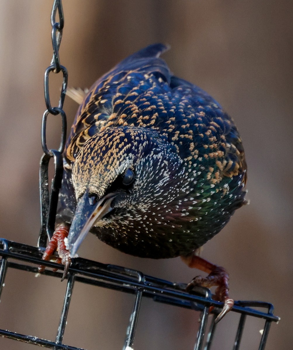 European Starling - ML628241204