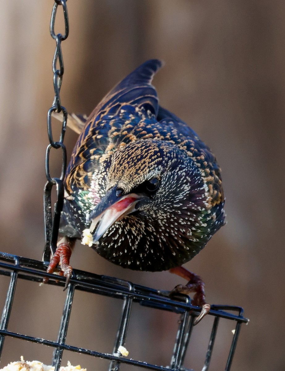 European Starling - ML628241205