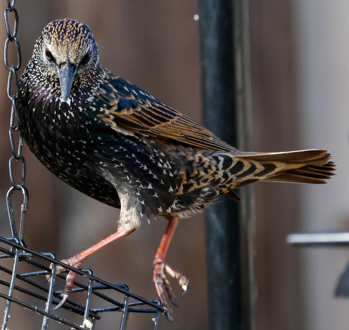 European Starling - ML628241206