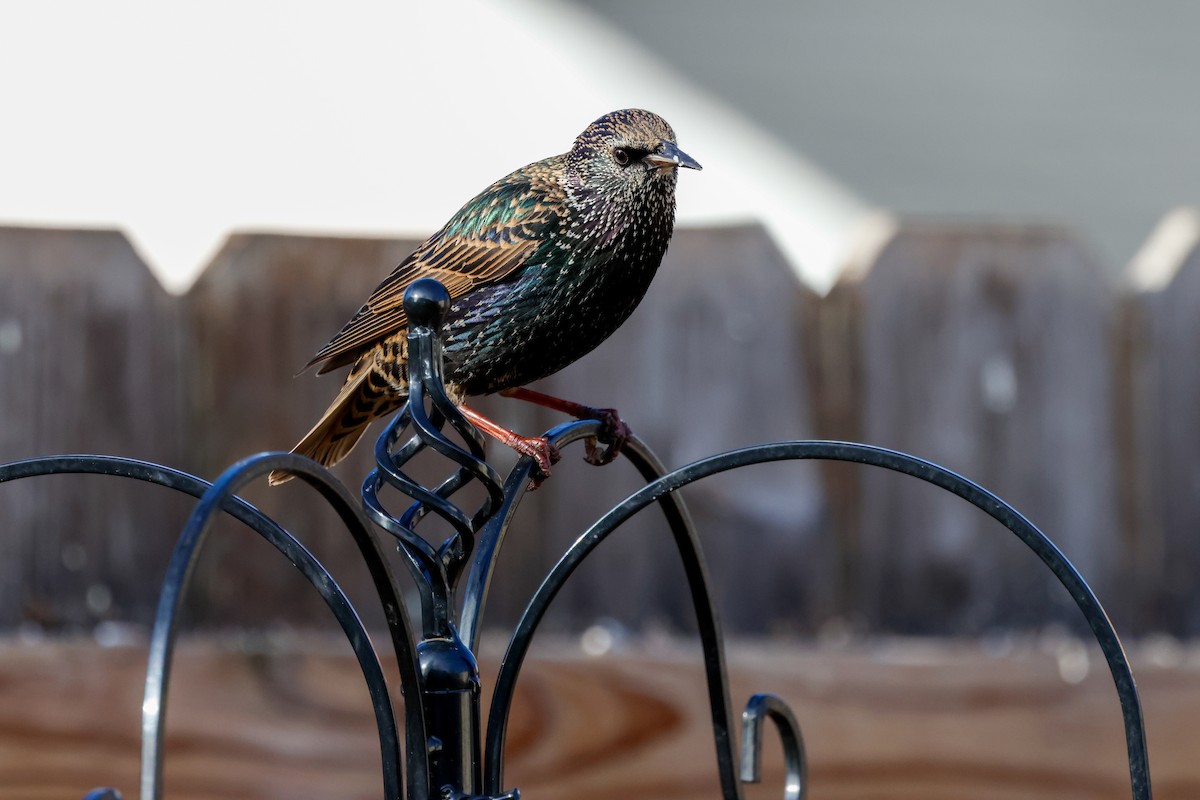 European Starling - ML628241210