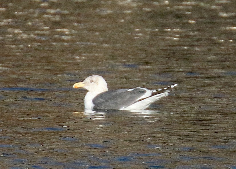 racek žlutonohý - ML628241236