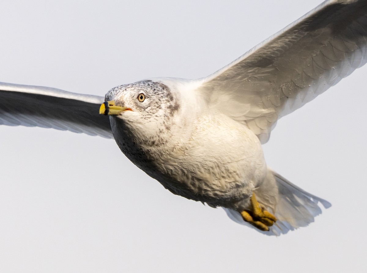 Ring-billed Gull - ML628241368