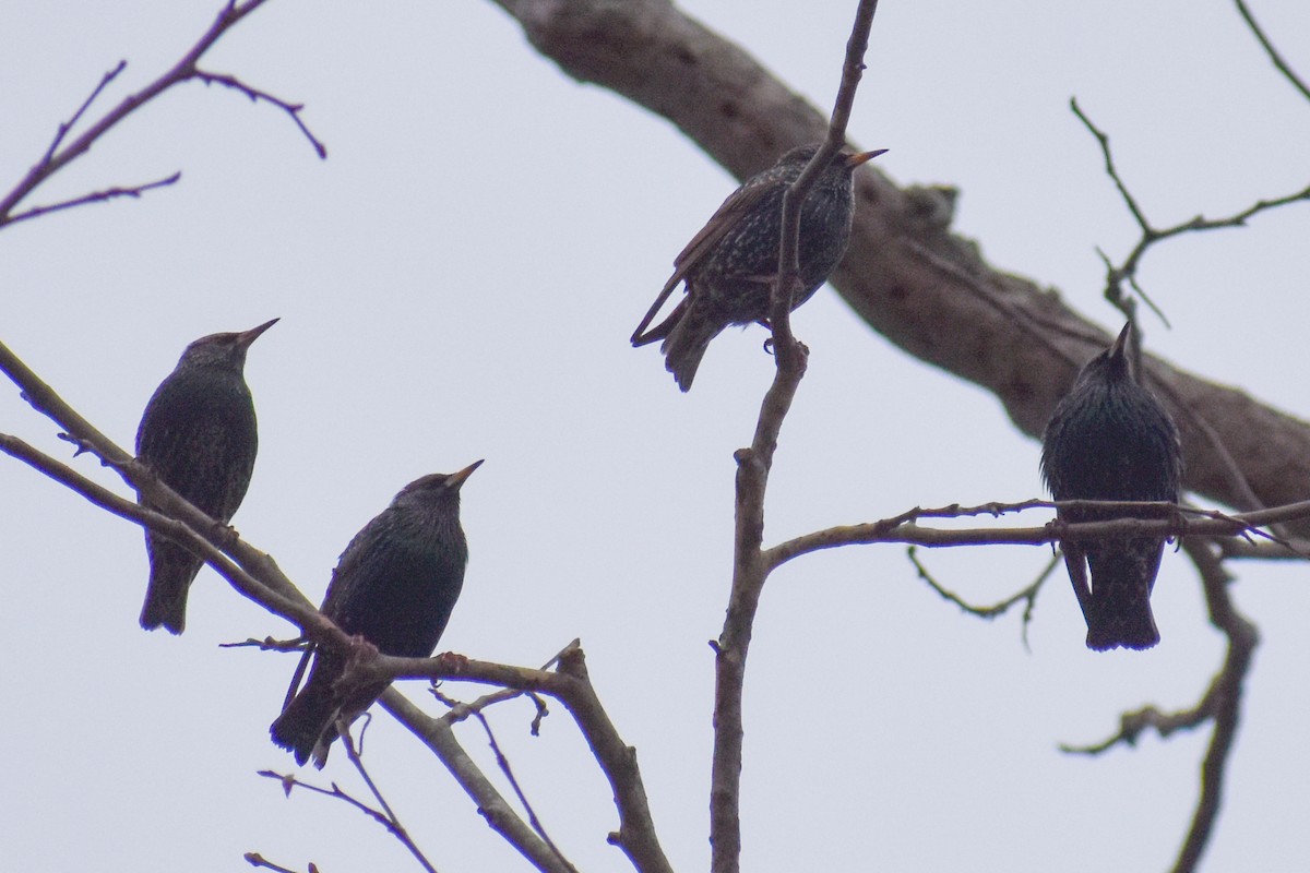 European Starling - ML628241370