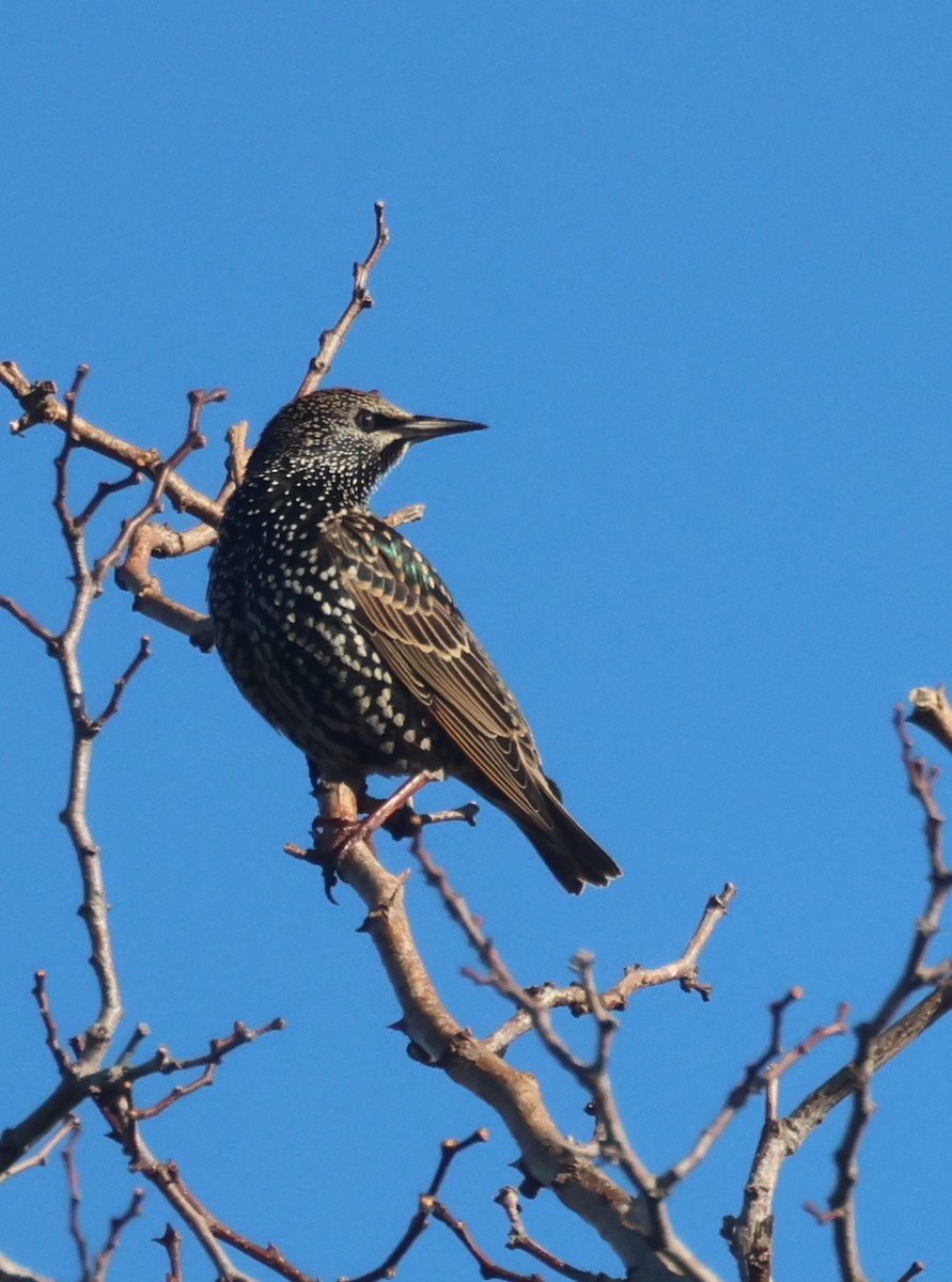 European Starling - ML628241371