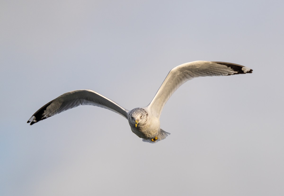 Ring-billed Gull - ML628241374