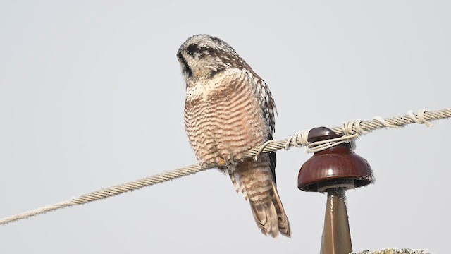 Northern Hawk Owl - ML628241416