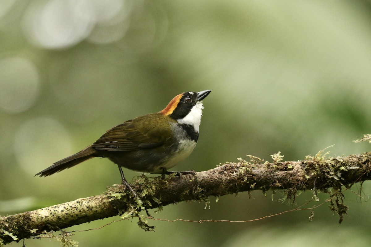 Chestnut-capped Brushfinch - ML628241583