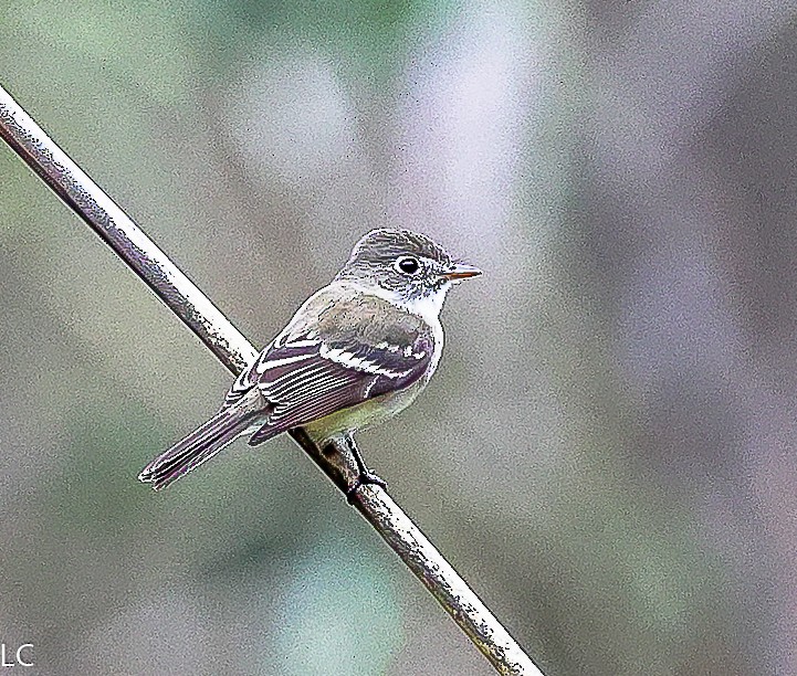 Least Flycatcher - ML628241625