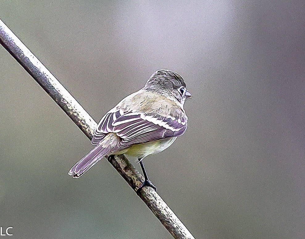 Least Flycatcher - ML628241626