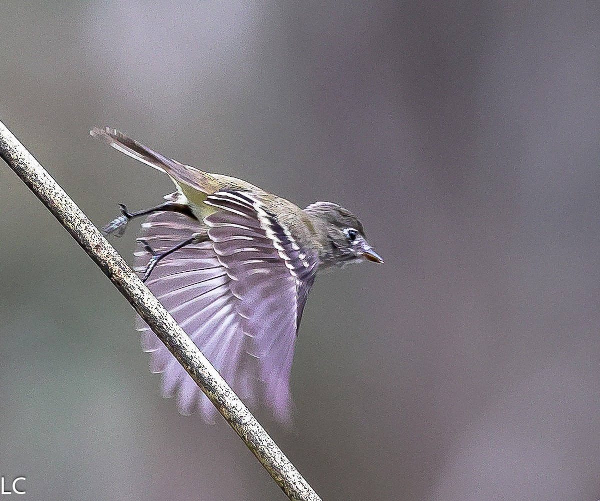 Least Flycatcher - ML628241627