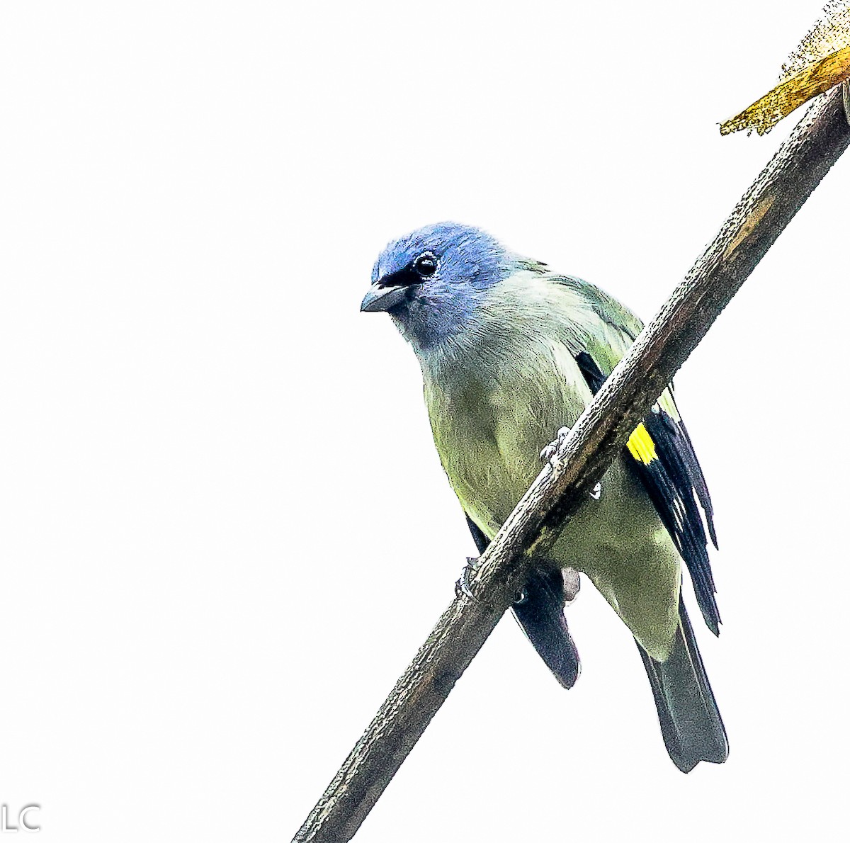 Yellow-winged Tanager - ML628241713