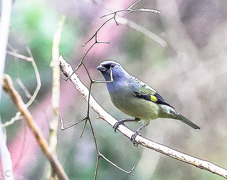 Yellow-winged Tanager - ML628241714