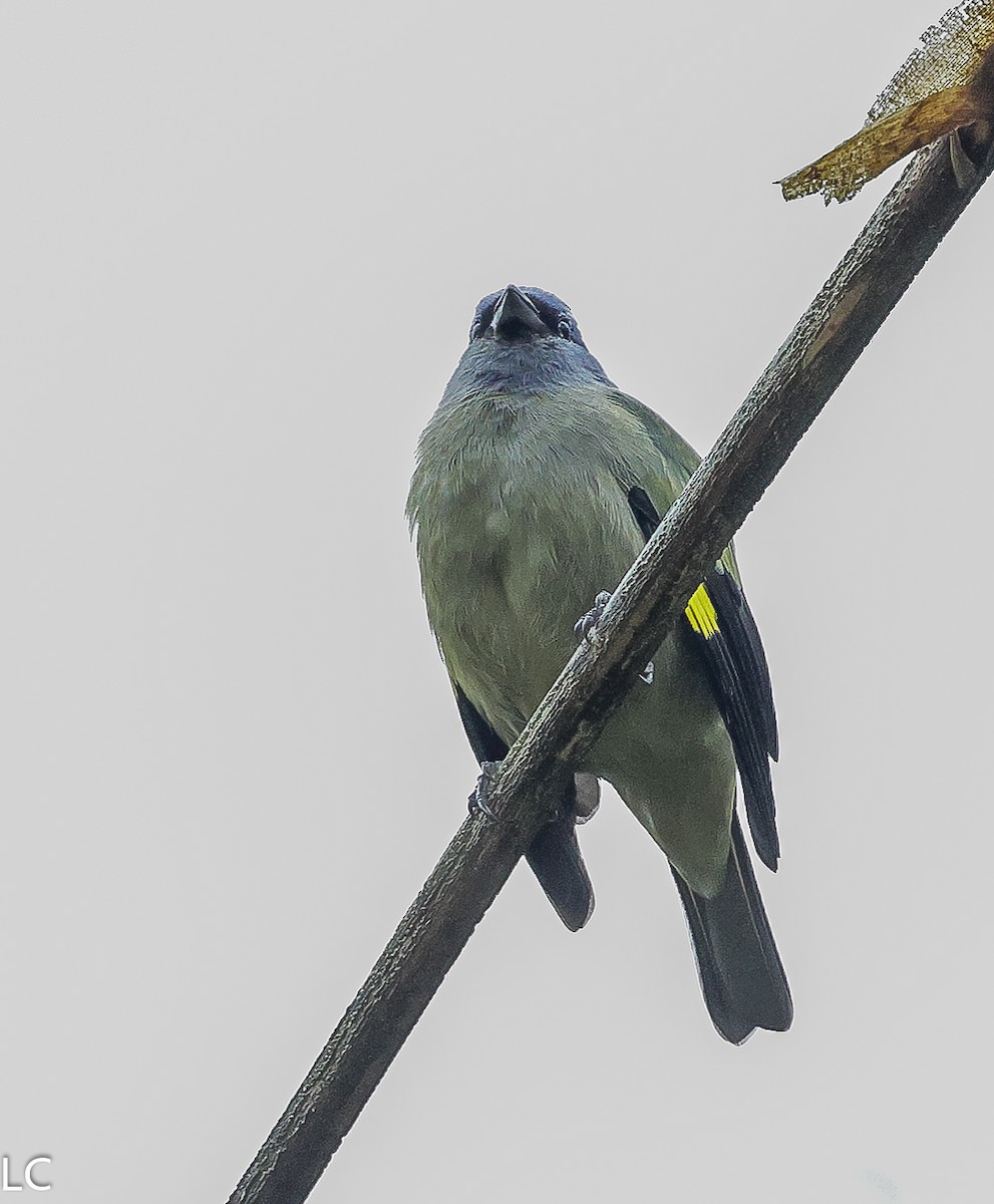 Yellow-winged Tanager - ML628241715