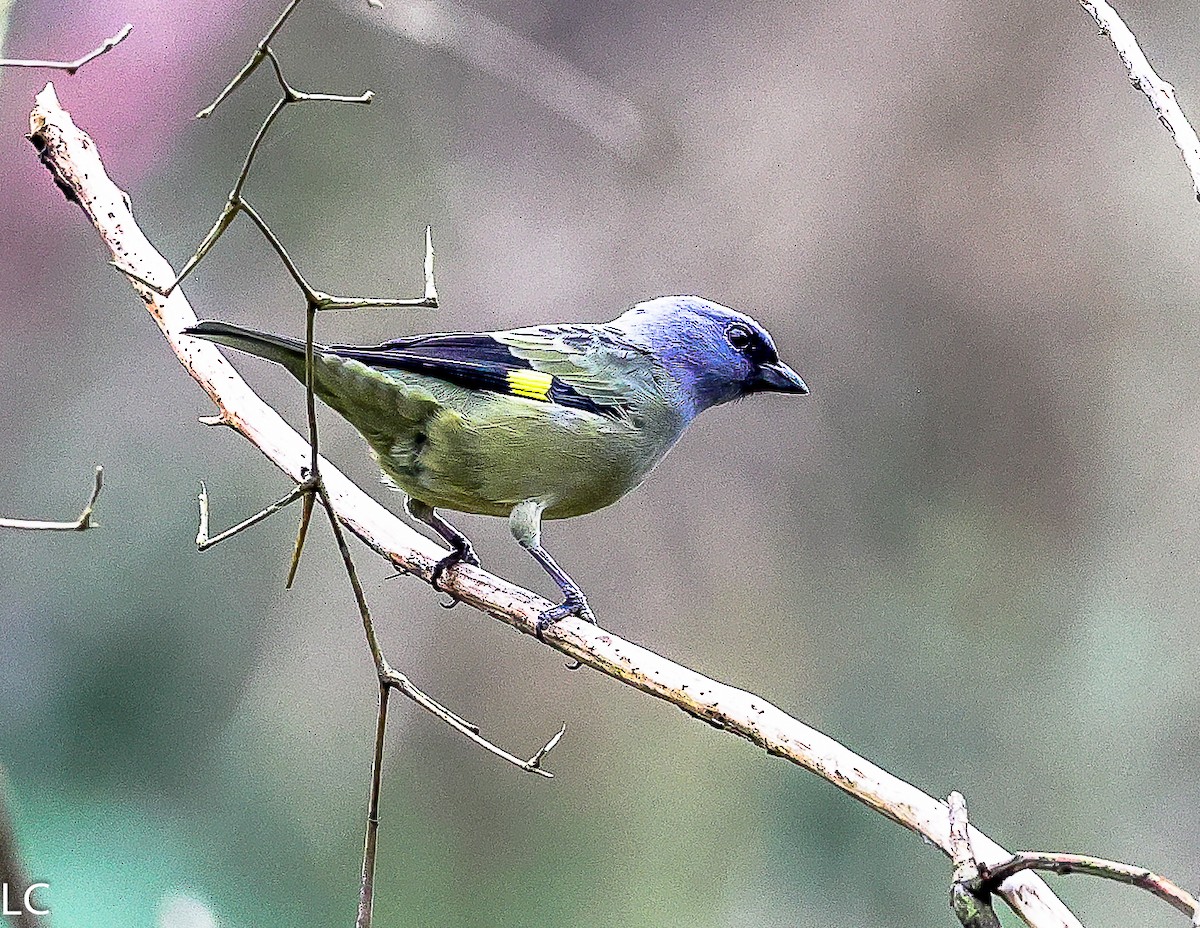 Yellow-winged Tanager - ML628241717