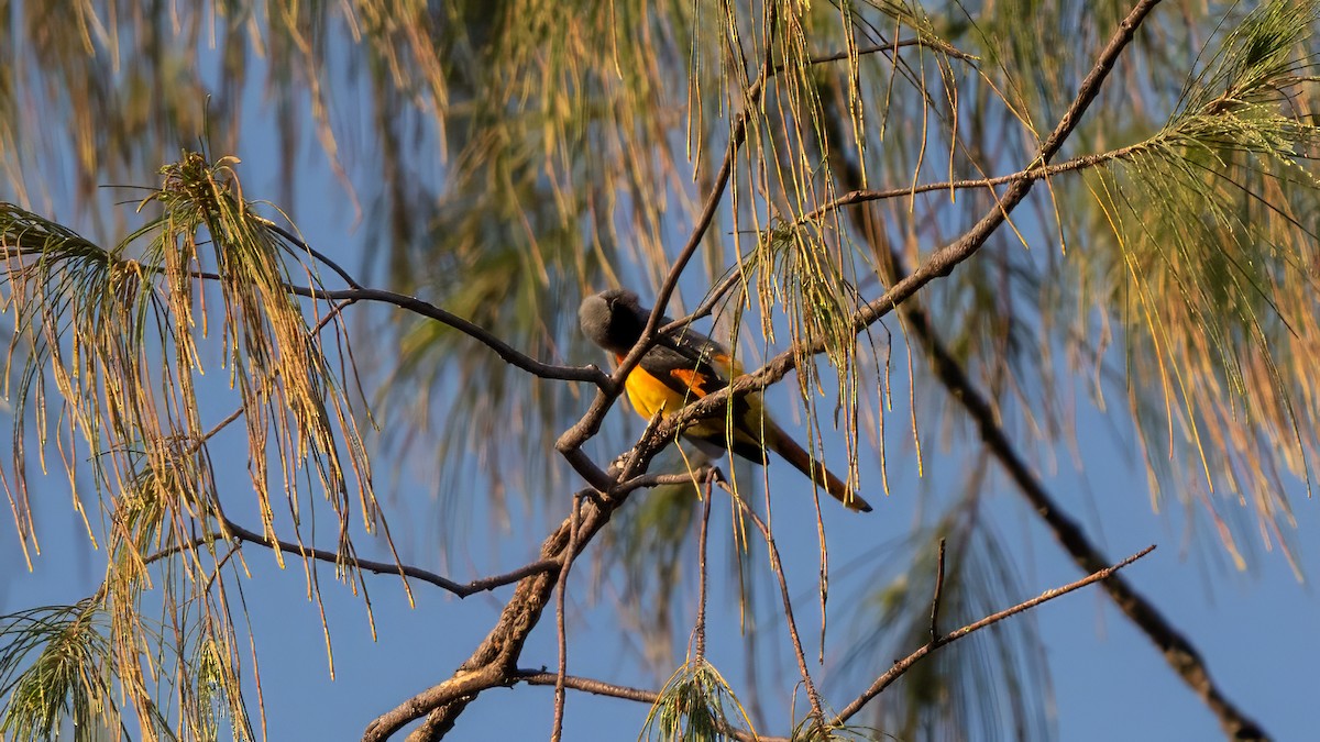 Small Minivet - ML628241748