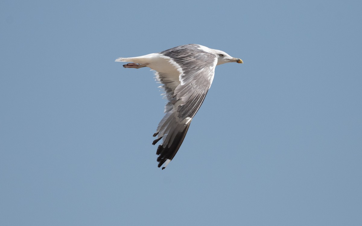 sildemåke (barabensis) (kasakhmåke) - ML628241823