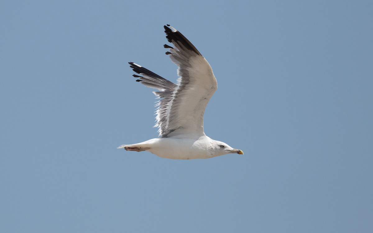 sildemåke (barabensis) (kasakhmåke) - ML628241824