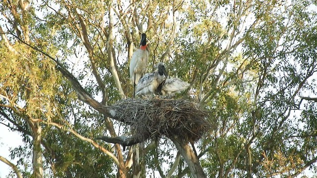 Jabiru d'Amérique - ML628241877