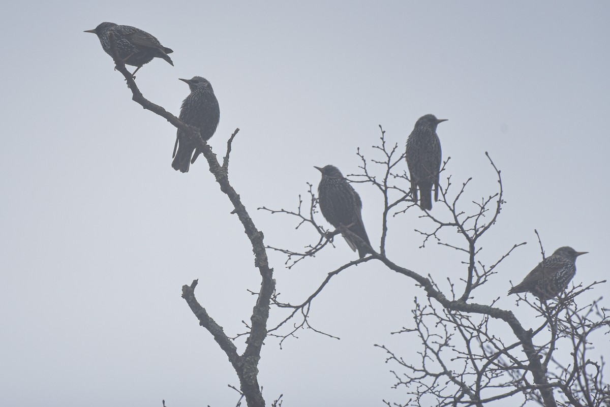 European Starling - ML628242039