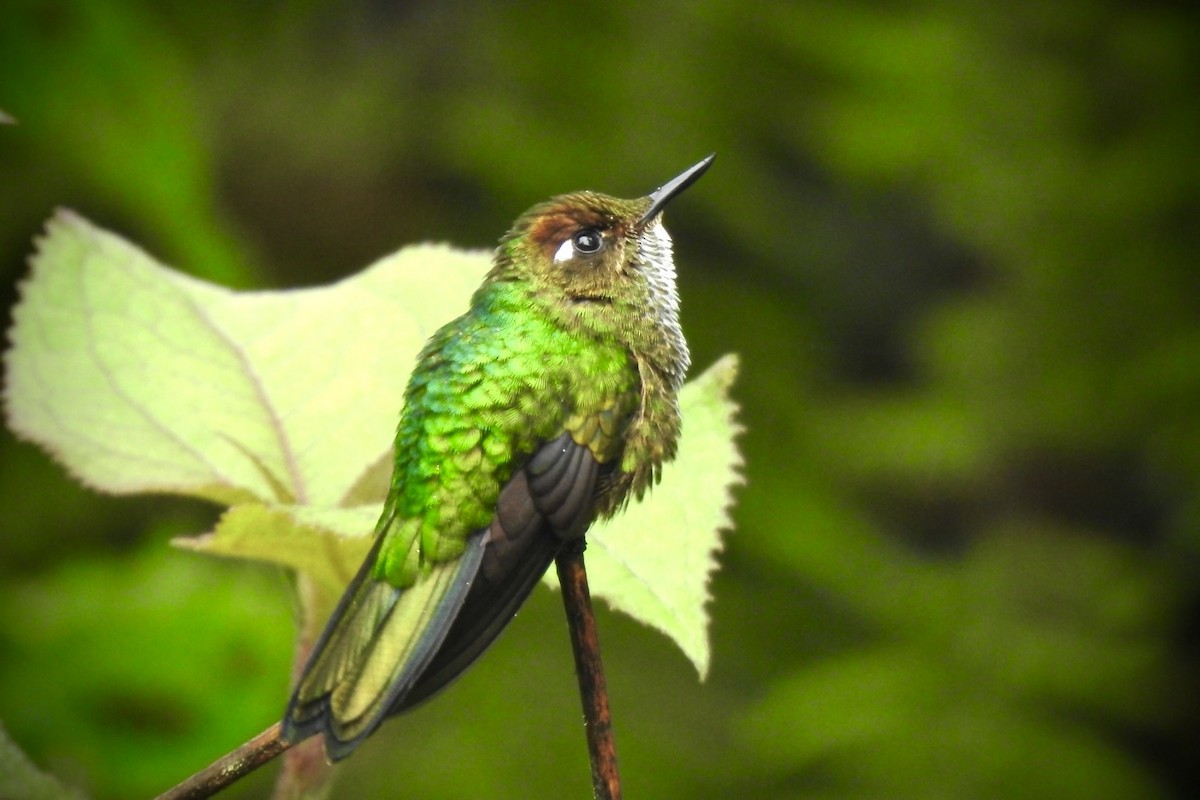 Mountain Avocetbill - ML628242043
