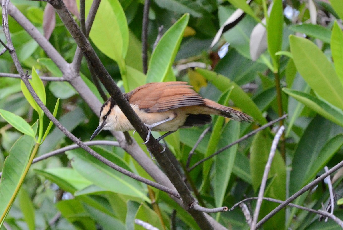 Giant Wren - ML628242173