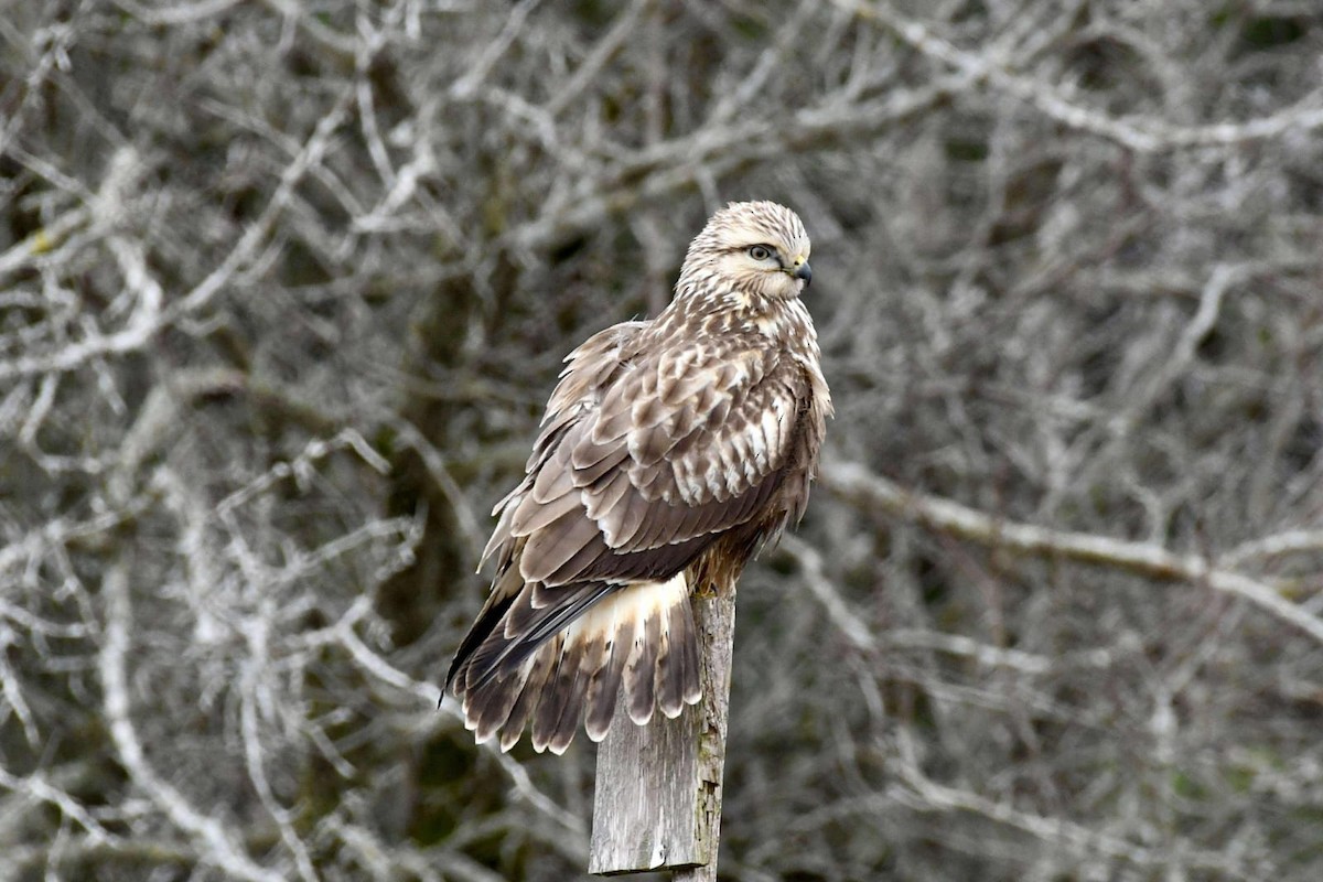 Rough-legged Hawk - ML628242246