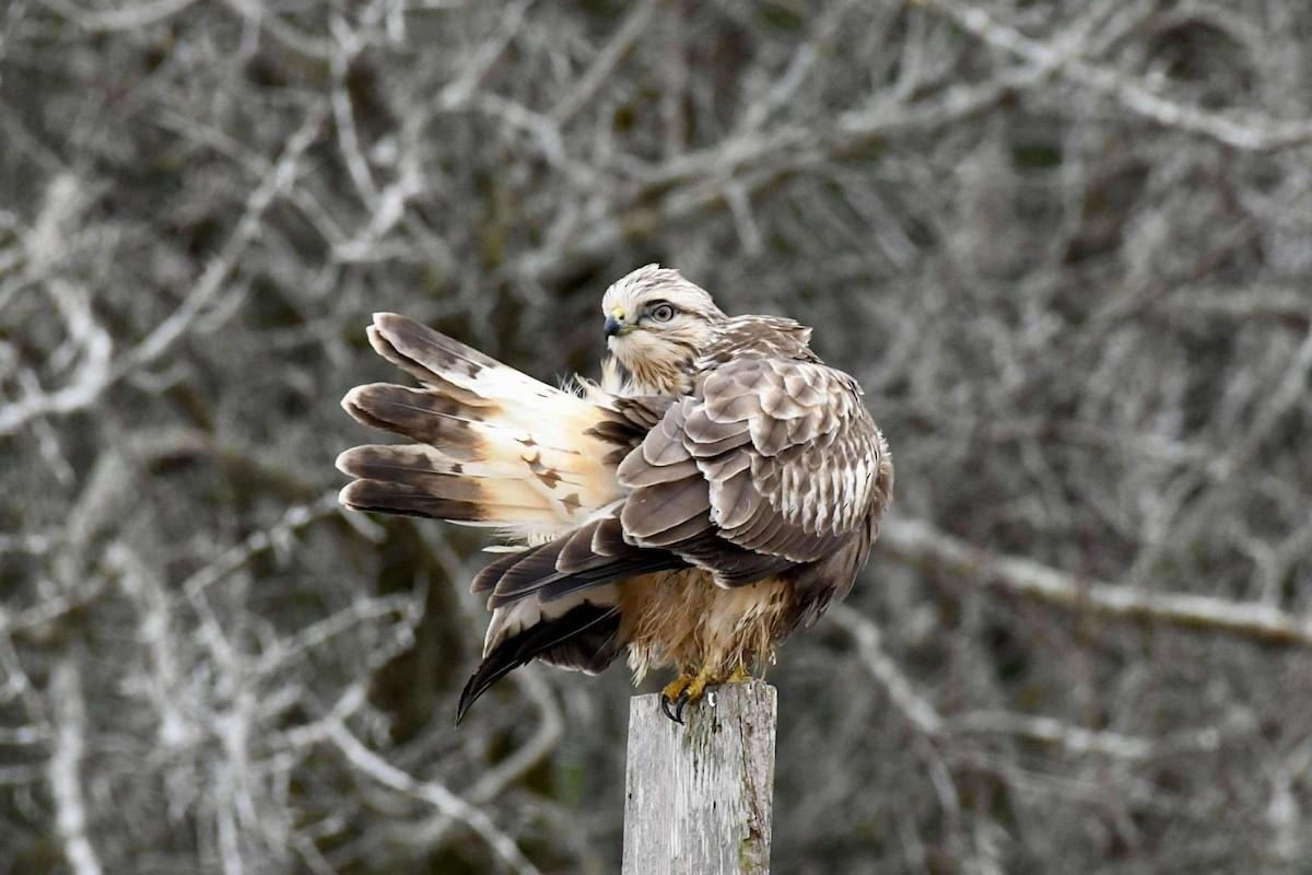 Rough-legged Hawk - ML628242247