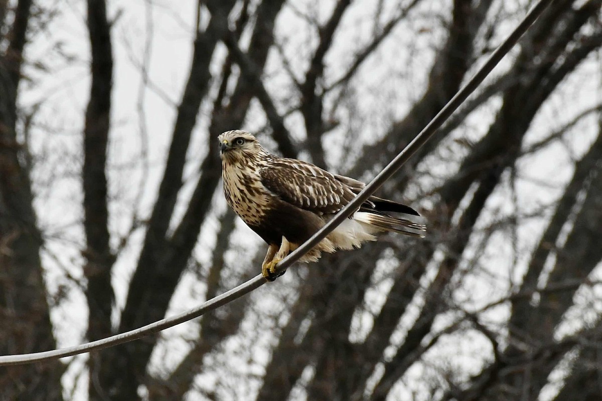 Rough-legged Hawk - ML628242248