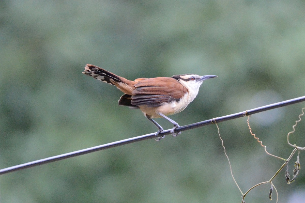 Giant Wren - ML628242276