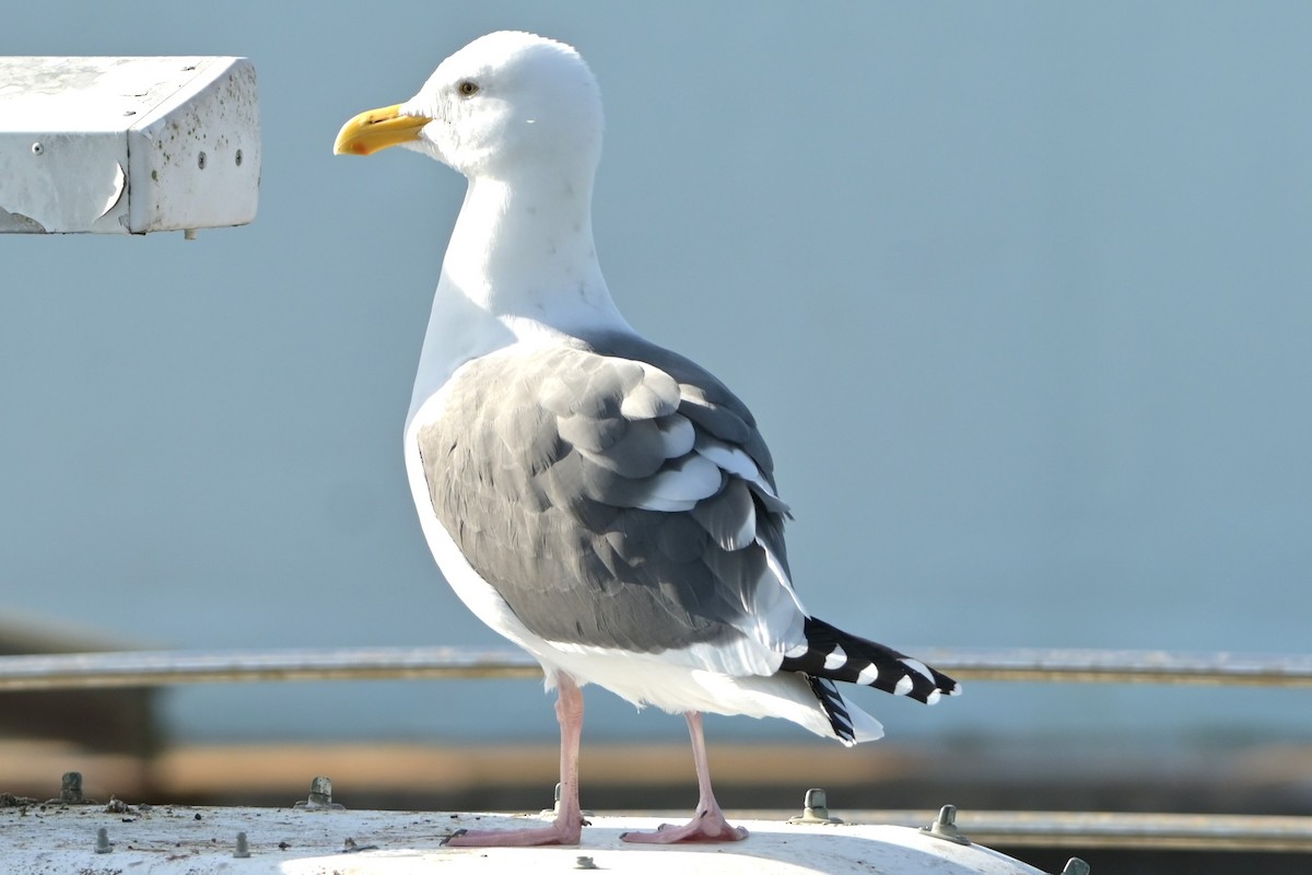 Goéland d'Audubon - ML628242461