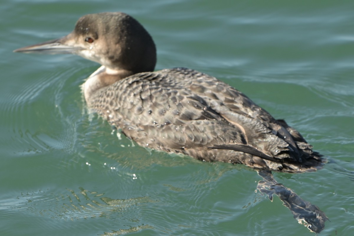 Plongeon huard - ML628242467