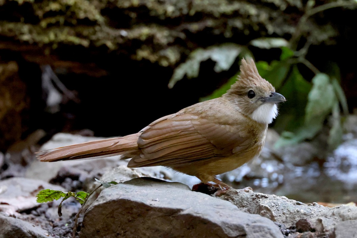 Bulbul ocré - ML628242506