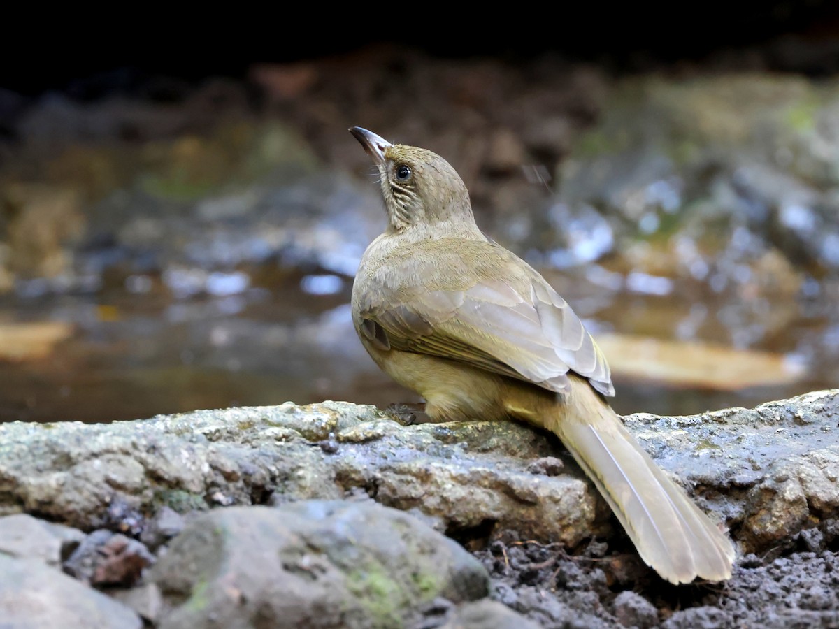 Bulbul de Conrad - ML628242513