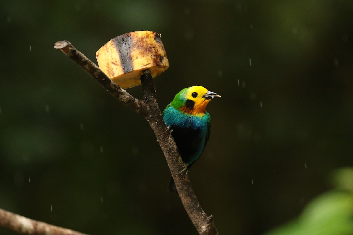 Multicolored Tanager - ML628242580