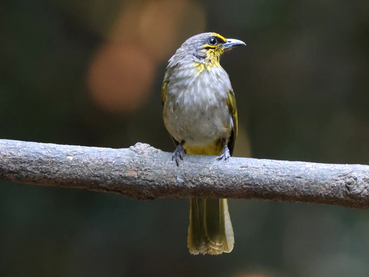 Bulbul de Finlayson - ML628242606