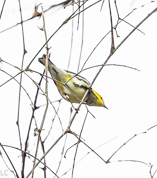 Black-throated Green Warbler - ML628242720