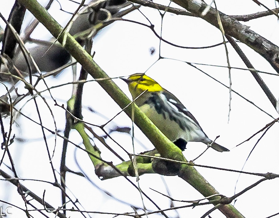 Black-throated Green Warbler - ML628242721