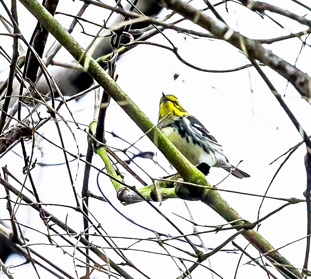 Black-throated Green Warbler - ML628242722