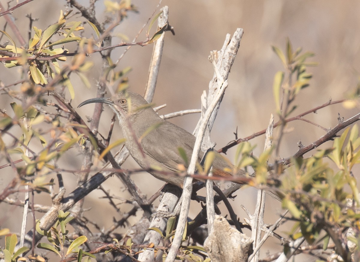 Crissal Thrasher - ML628242814