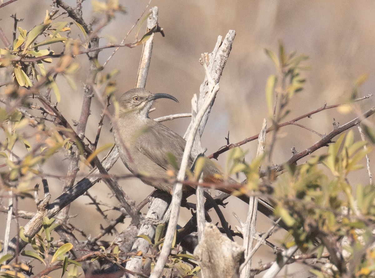 Crissal Thrasher - ML628242815