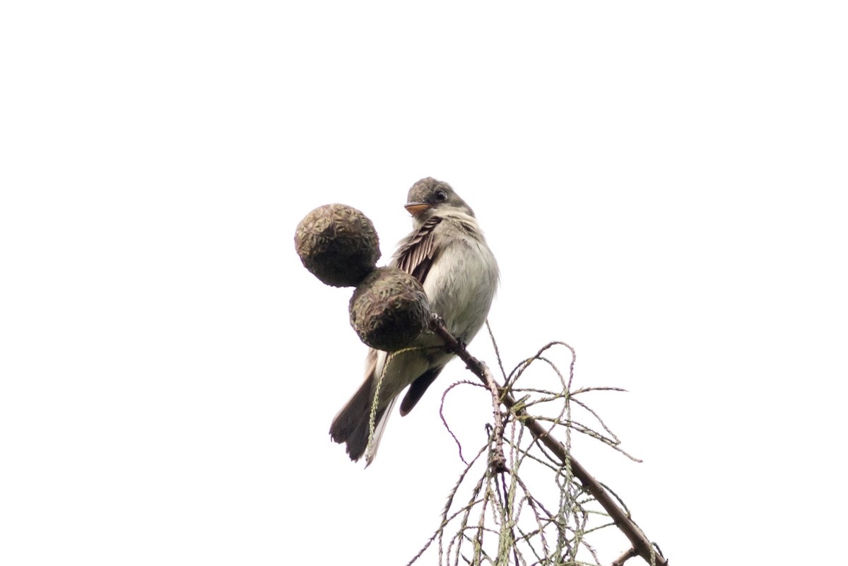 Alder/Willow Flycatcher (Traill's Flycatcher) - ML628242959
