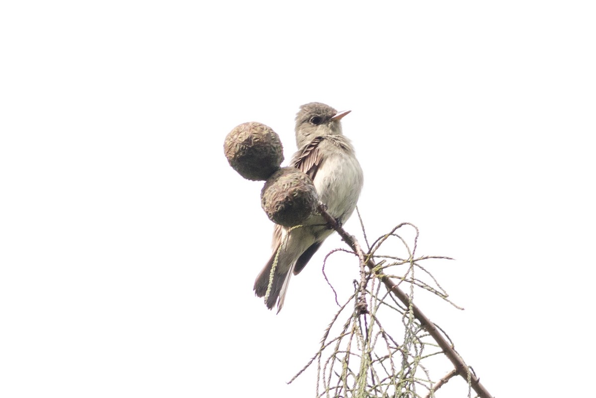 Alder/Willow Flycatcher (Traill's Flycatcher) - ML628242960