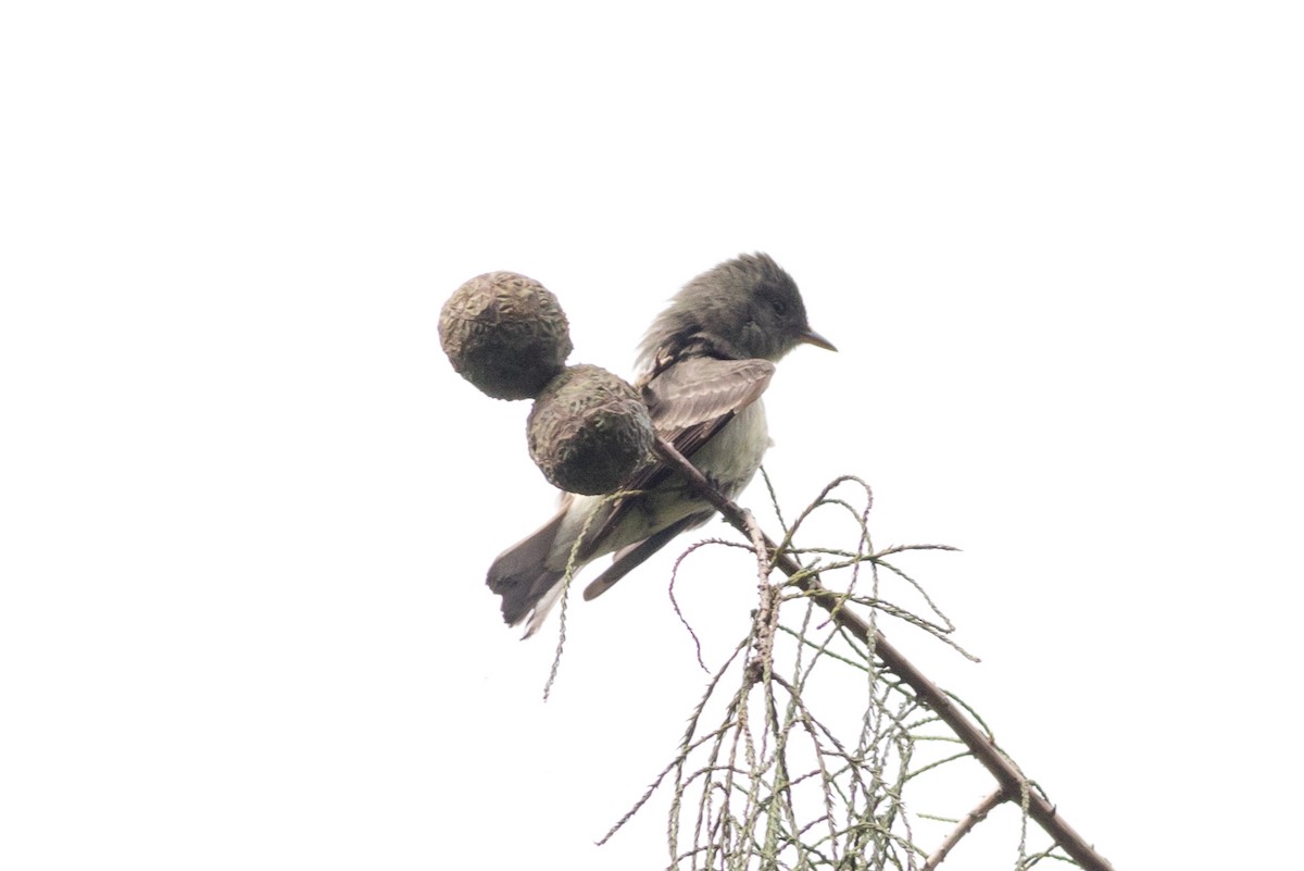 Alder/Willow Flycatcher (Traill's Flycatcher) - ML628242961