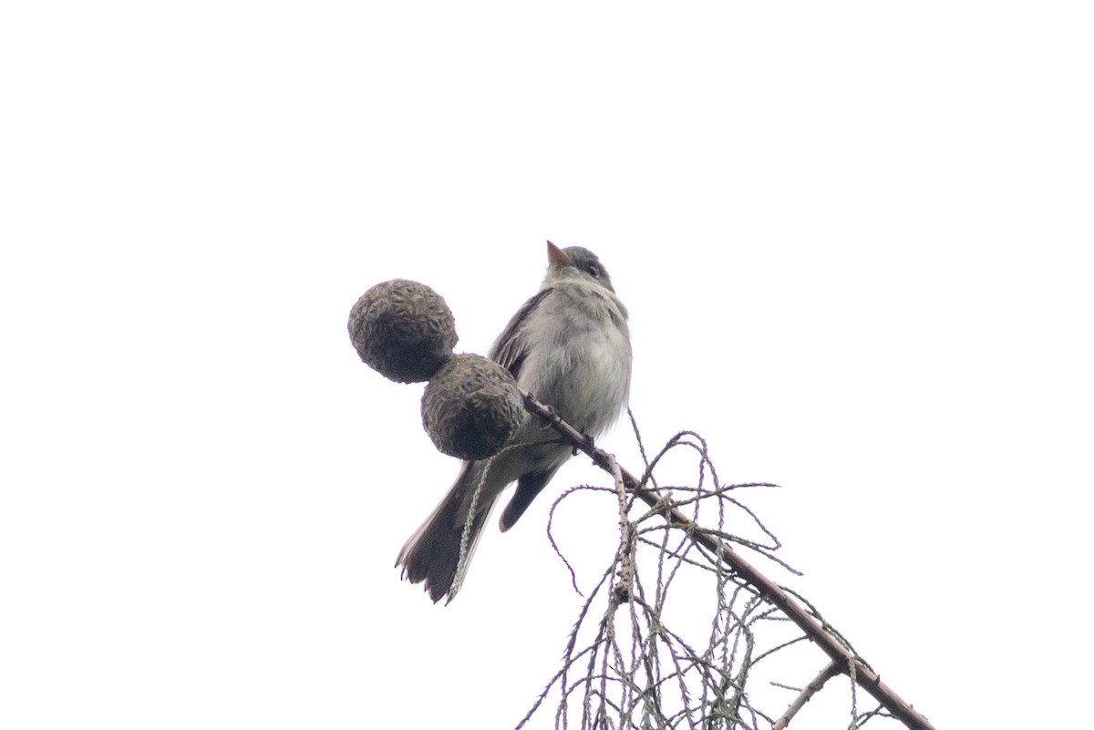 Alder/Willow Flycatcher (Traill's Flycatcher) - ML628242962